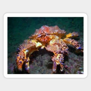 Puget Sound King Crab Sticker
